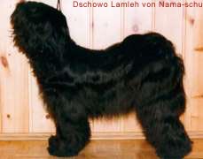 Dschowo Lamleh von Nama-schu